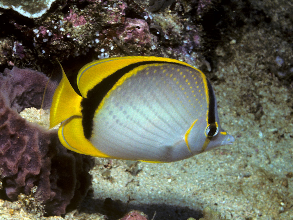 Chaetodon selene (Pesce farfalla lunare)